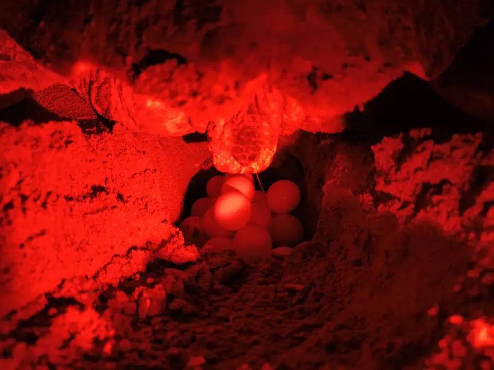 Yavru Carettaları Kırmızı Işık Kurtaracak! 6